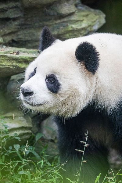 Asia-China-Sichuan Province-Cheng Du-Giant Panda